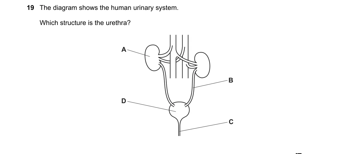 Question 19 from 5090/12/M/J/18