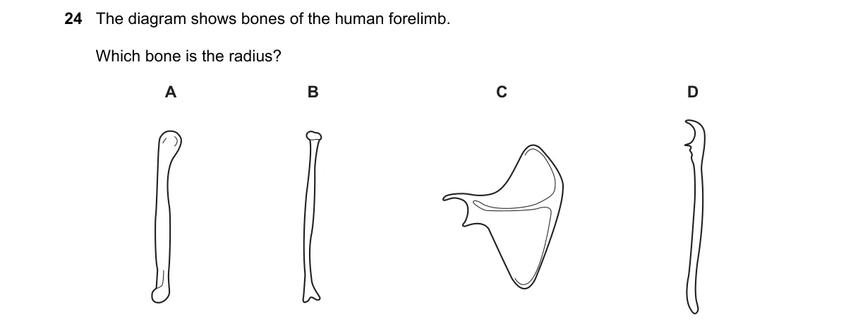 Question 24 from 5090/12/M/J/19