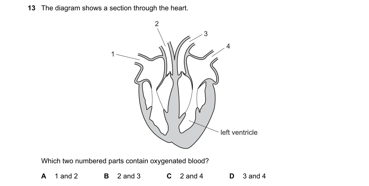 Question 13 from 5090/12/M/J/20