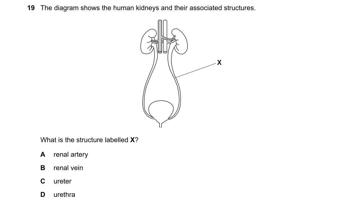 Question 19 from 5090/12/M/J/20