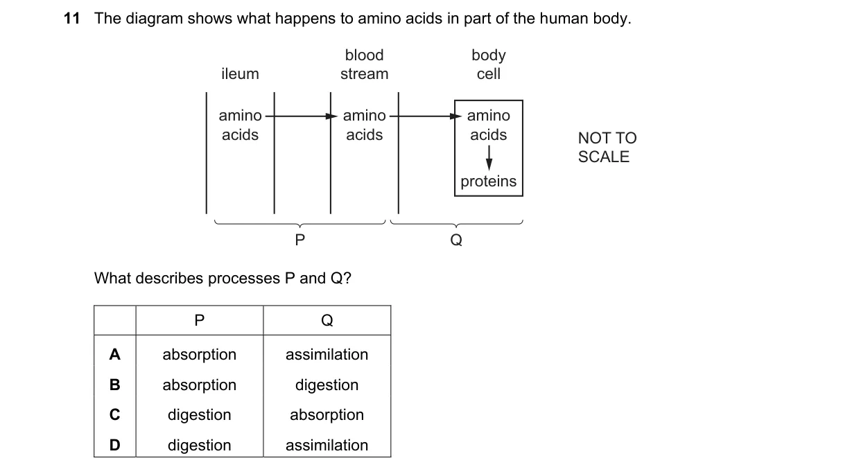 Question 11 from 5090/11/M/J/24
