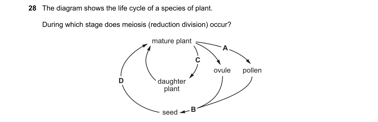 Question 28 from 5090/11/M/J/24
