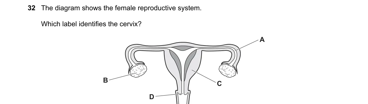Question 32 from 5090/11/M/J/24