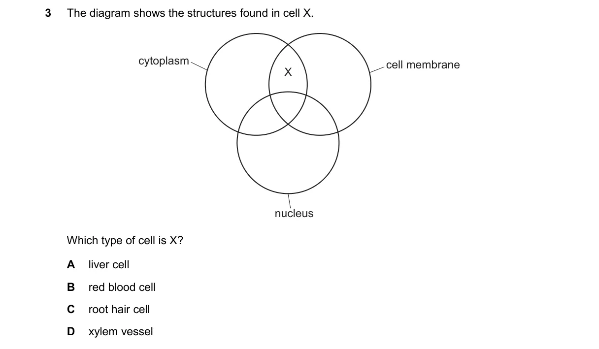 Question 3 from 5090/11/M/J/25