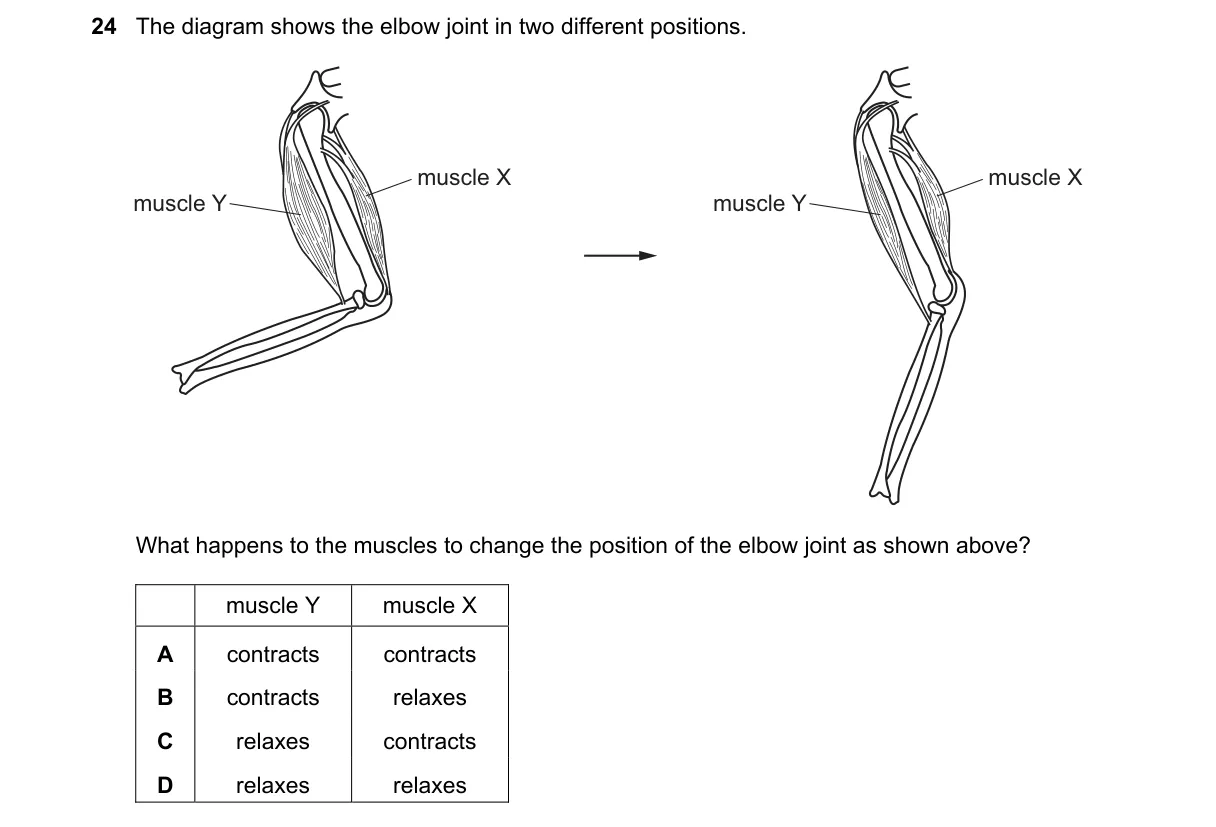 Question 24 from 5090/12/O/N/18