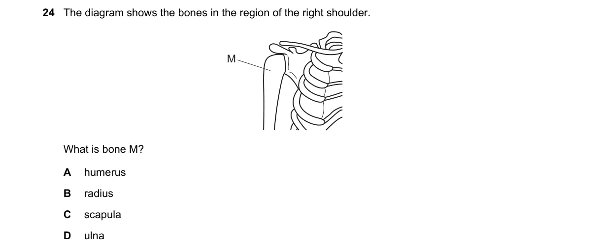 Question 24 from 5090/12/O/N/19