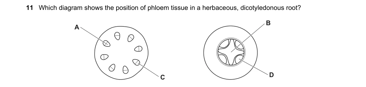 Question 11 from 5090/11/O/N/20