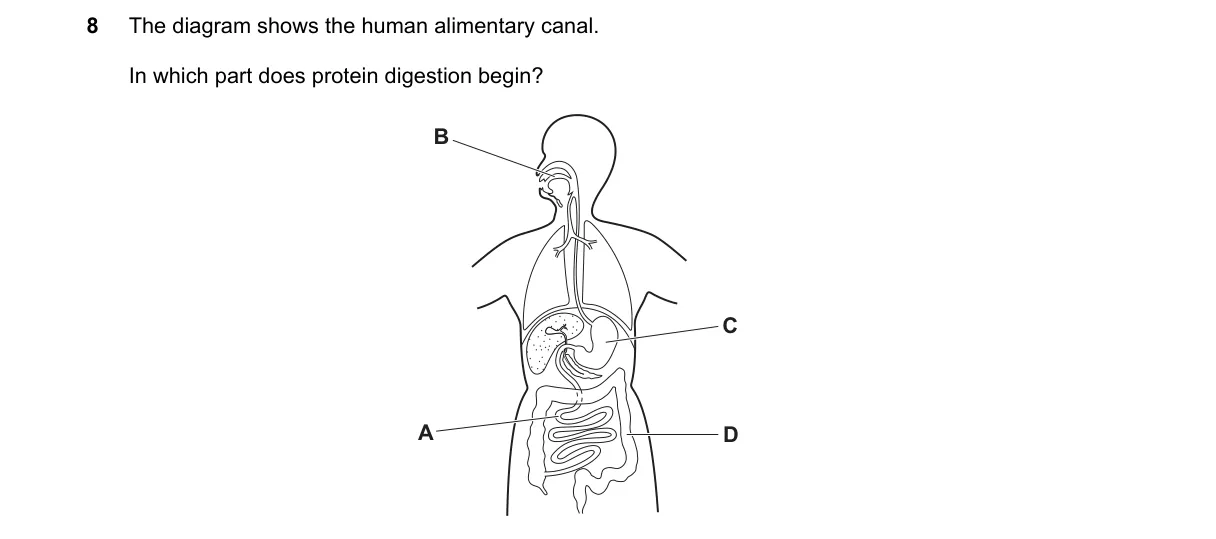 Question 8 from 5090/11/O/N/20