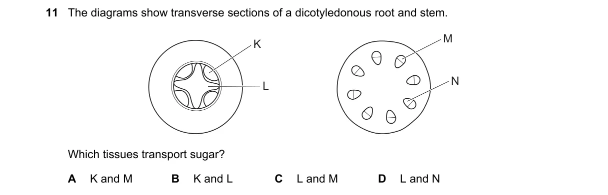Question 11 from 5090/12/O/N/20