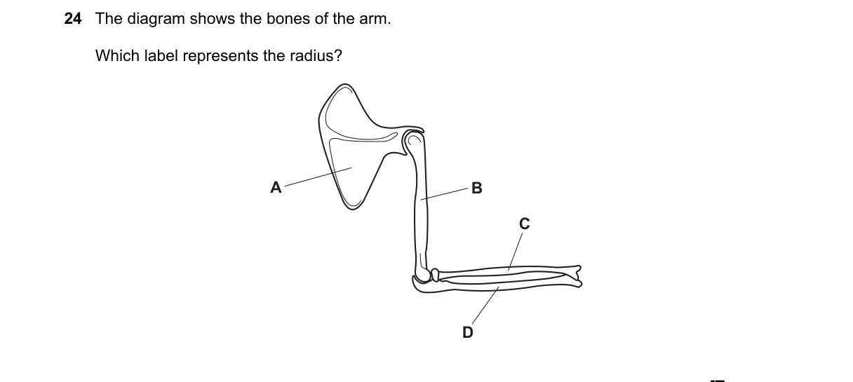 Question 24 from 5090/11/O/N/21