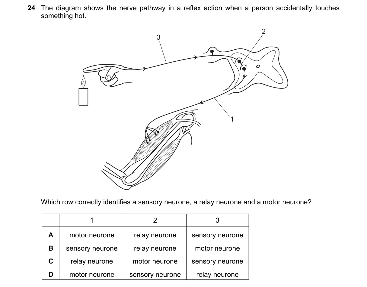 Question 24 from 5090/11/O/N/22