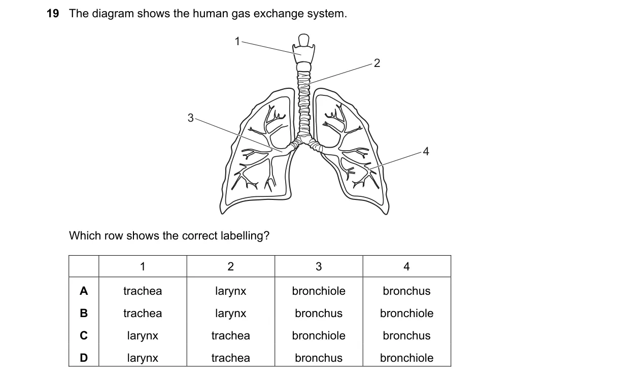 Question 19 from 5090/12/O/N/22
