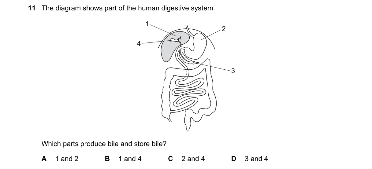 Question 11 from 5090/11/O/N/24