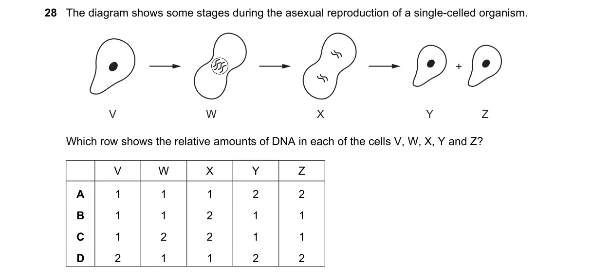 Question 28 from 5090/11/O/N/24