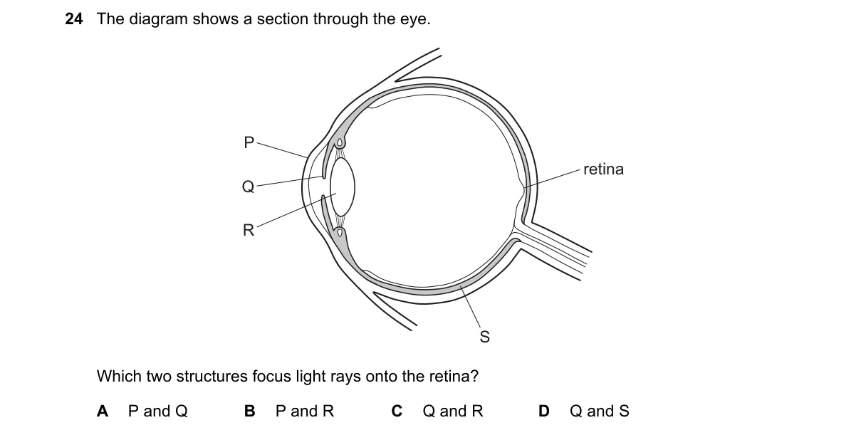 Question 24 from 5090/12/O/N/24