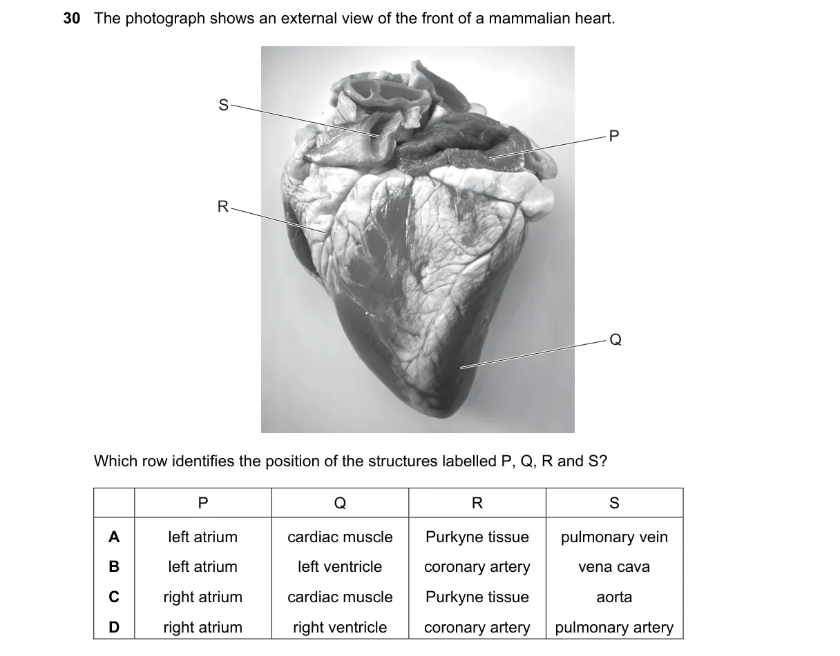Question 30 from 9700/11/M/J/19