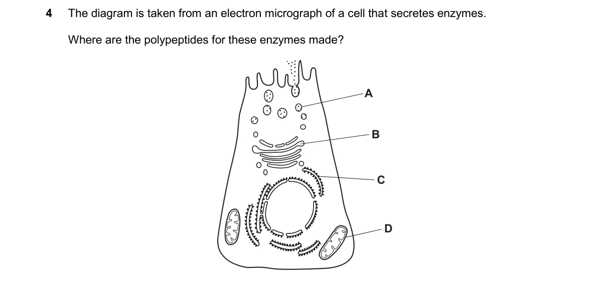 Question 4 from 9700/11/M/J/25