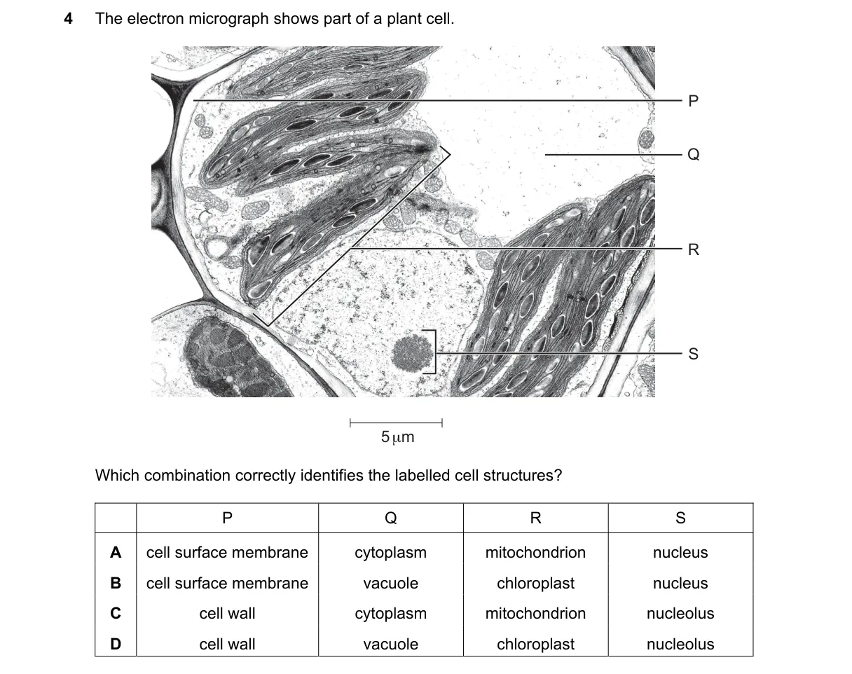Question 4 from 9700/13/O/N/19