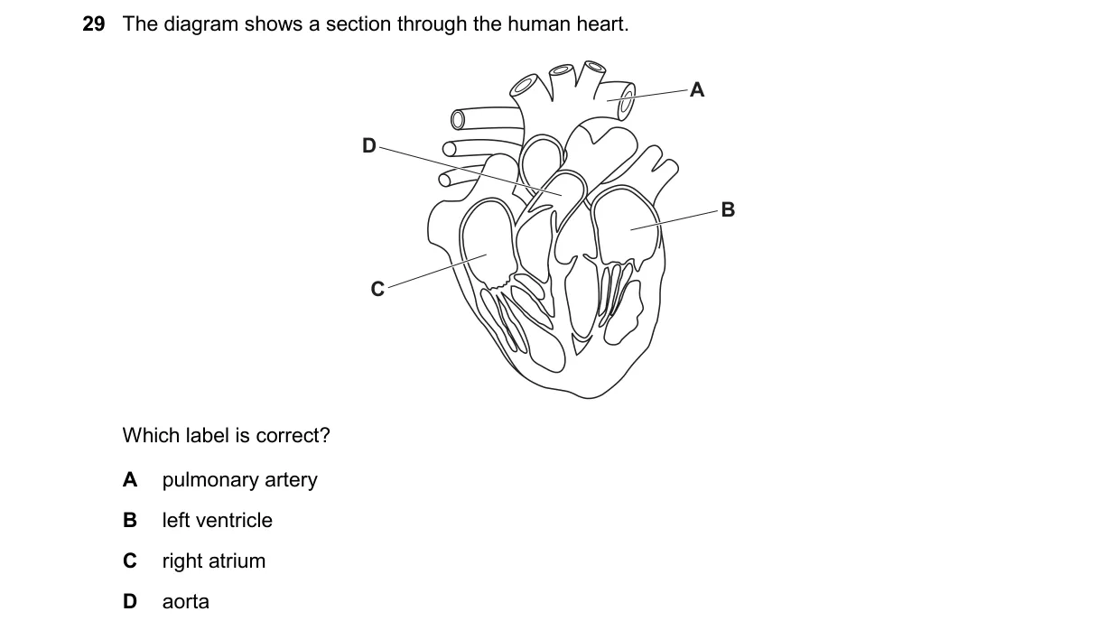 Question 29 from 9700/12/O/N/24