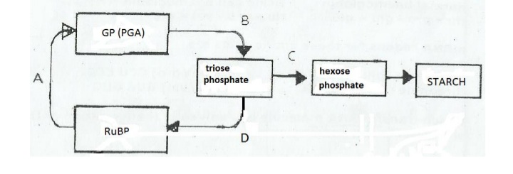 MDCAT Biology question — Bioenergetics