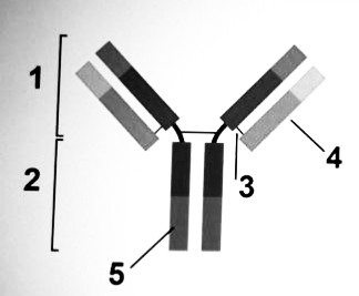 MDCAT Biology question — Transport